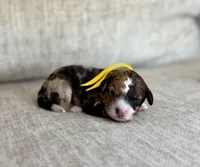  Bolt, a male Bernedoodle and Miniature Bernedoodle for sale in Lamar, CO – 1 of 3