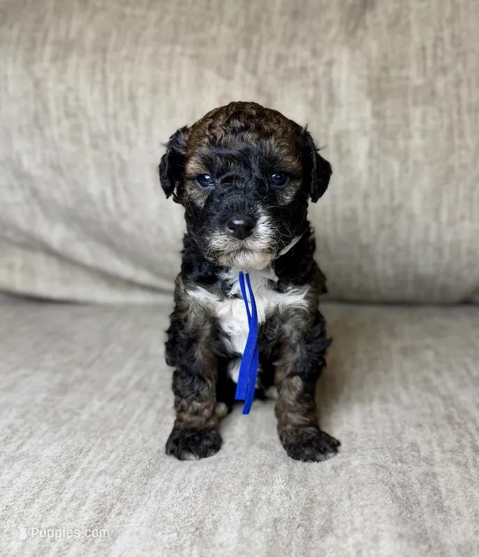 Benny – Bernedoodle, Miniature Bernedoodle puppy for sale in Lamar, CO