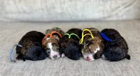 Badger, a male Bernedoodle and Miniature Bernedoodle for sale in Lamar, CO – 3 of 3