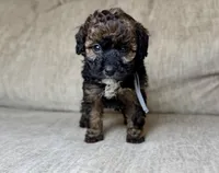 Blackjack , a male Bernedoodle and Miniature Bernedoodle for sale in Lamar, CO – 5 of 10