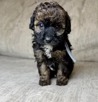 Blackjack , a male Bernedoodle and Miniature Bernedoodle for sale in Lamar, CO – 6 of 10