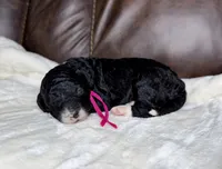 Midnight , a female Goldendoodle and Miniature Goldendoodle for sale in Lamar, CO – 4 of 4