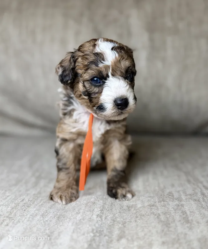 Blaze – Bernedoodle, Miniature Bernedoodle puppy for sale in Lamar, CO