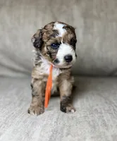 Blaze, a male Bernedoodle and Miniature Bernedoodle for sale in Lamar, CO – 1 of 7