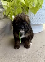 Badger, a male Bernedoodle and Miniature Bernedoodle for sale in Lamar, CO – 4 of 8