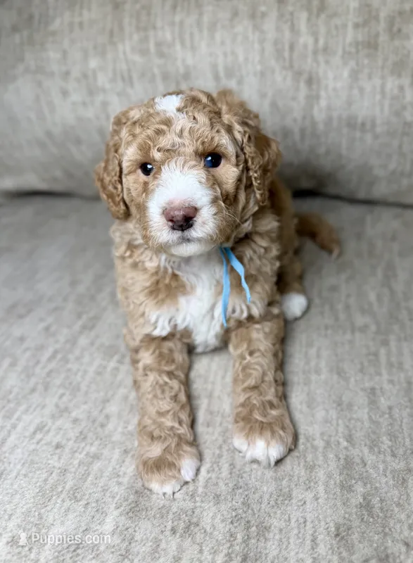 Fog – Goldendoodle, Miniature Goldendoodle puppy on hold in Lamar, CO