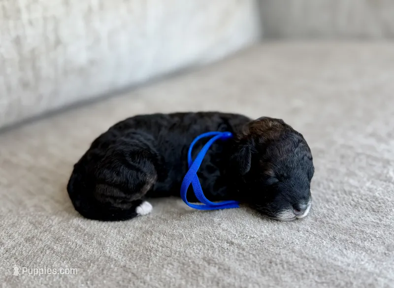 Benny – Bernedoodle, Miniature Bernedoodle puppy for sale in Lamar, CO