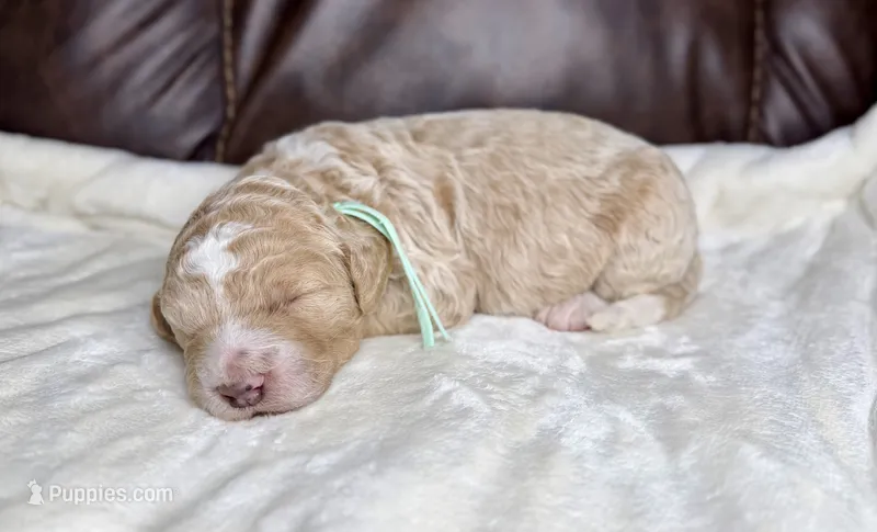 Pumpkin  – Goldendoodle, Miniature Goldendoodle puppy for sale in Lamar, CO