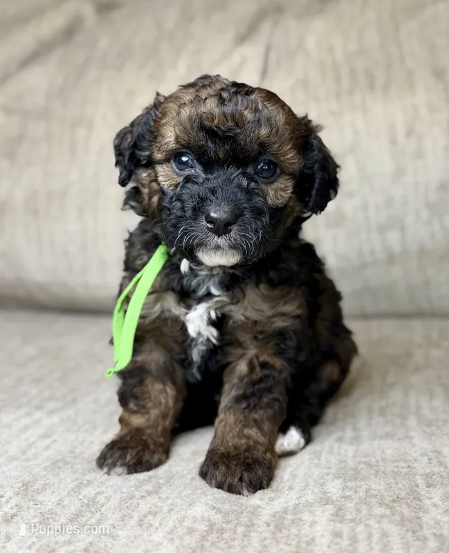 Badger – Bernedoodle, Miniature Bernedoodle puppy for sale in Lamar, CO