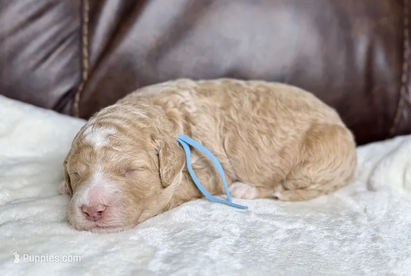 Fog – Goldendoodle, Miniature Goldendoodle puppy for sale in Lamar, CO