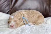 Fog, a male Goldendoodle and Miniature Goldendoodle for sale in Lamar, CO – 1 of 4