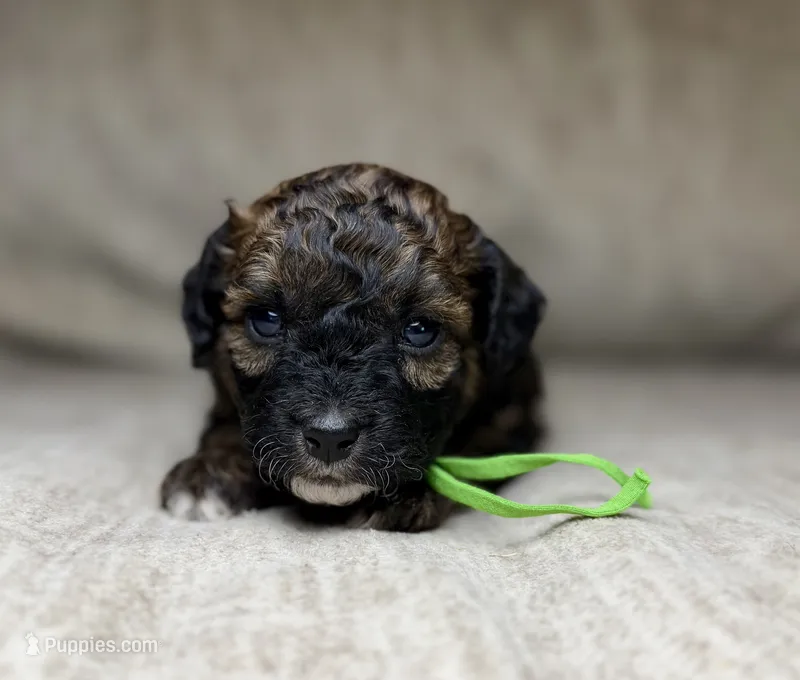 Badger – Bernedoodle, Miniature Bernedoodle puppy for sale in Lamar, CO