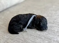 Blackjack , a male Bernedoodle and Miniature Bernedoodle for sale in Lamar, CO – 2 of 3