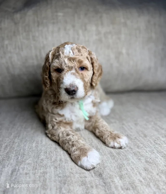 Pumpkin  – Goldendoodle, Miniature Goldendoodle puppy on hold in Lamar, CO
