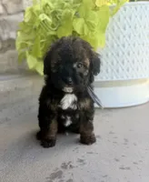 Blackjack , a male Bernedoodle and Miniature Bernedoodle for sale in Lamar, CO – 3 of 10