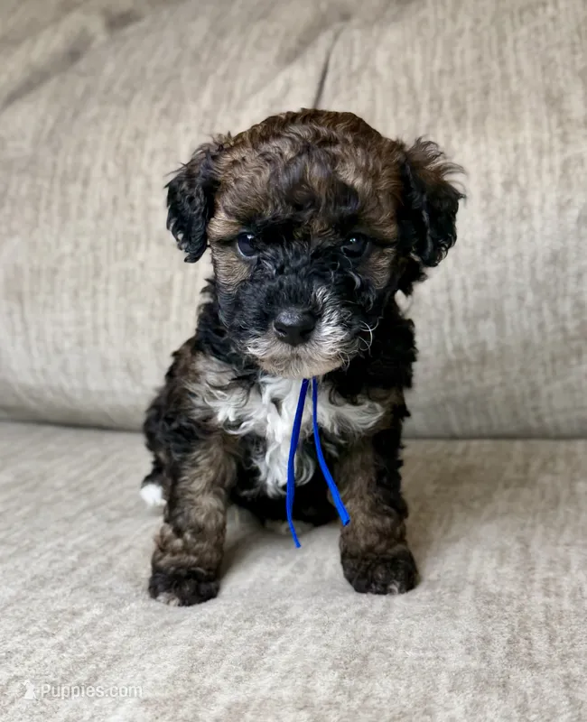 Benny – Bernedoodle, Miniature Bernedoodle puppy for sale in Lamar, CO