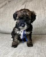 Benny, a male Bernedoodle and Miniature Bernedoodle for sale in Lamar, CO – 9 of 9