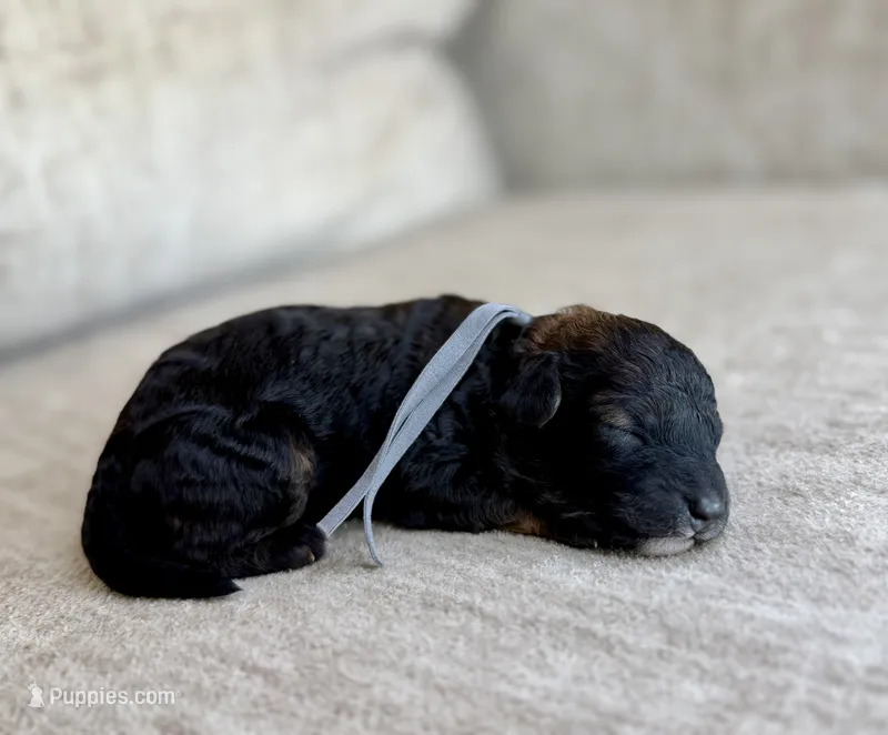 Blackjack  – Bernedoodle, Miniature Bernedoodle puppy for sale in Lamar, CO