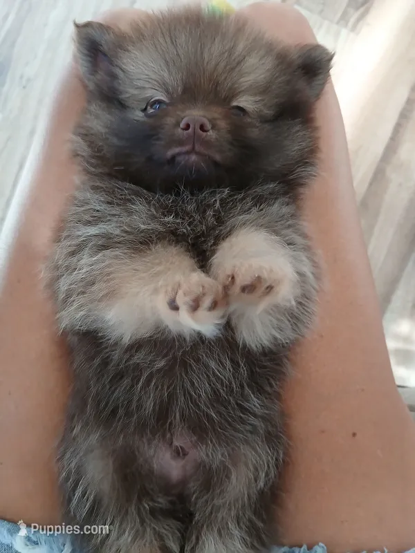 Stabler - ckc boy – Pomeranian puppy for sale in Uvalda, GA