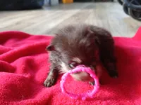 Casey-ckc girl, a female Pomeranian for sale in Uvalda, GA – 2 of 5