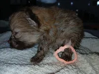 Olivia-ckc girl, a female Pomeranian for sale in Uvalda, GA – 2 of 5