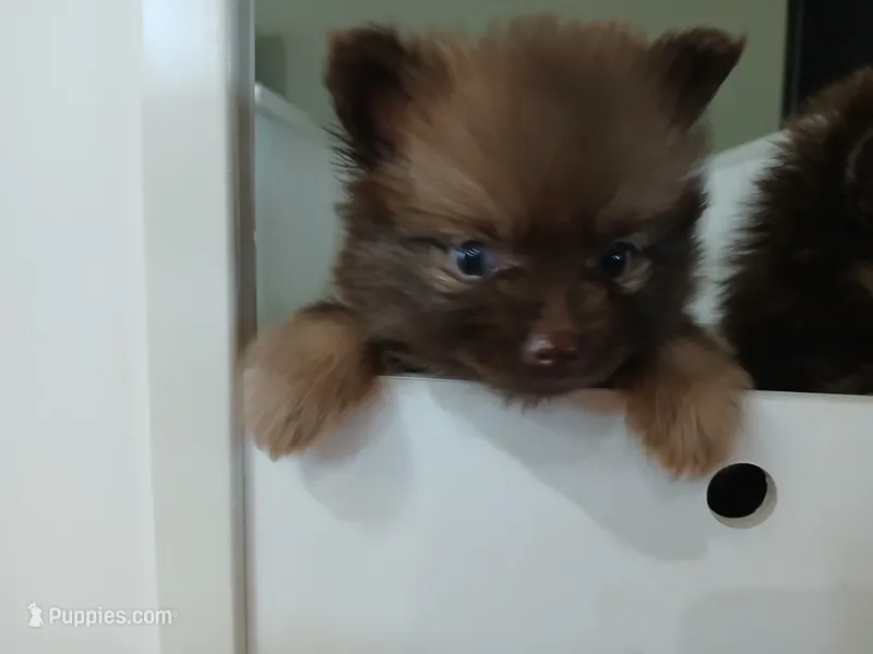 Stabler - ckc boy – Pomeranian puppy for sale in Uvalda, GA