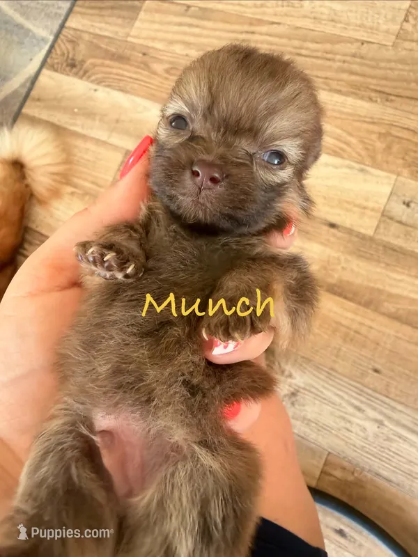 Munch-ckc boy – Pomeranian puppy for sale in Uvalda, GA