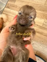 Munch-Tiny CKC boy, a male Pomeranian for sale in Uvalda, GA – 4 of 10