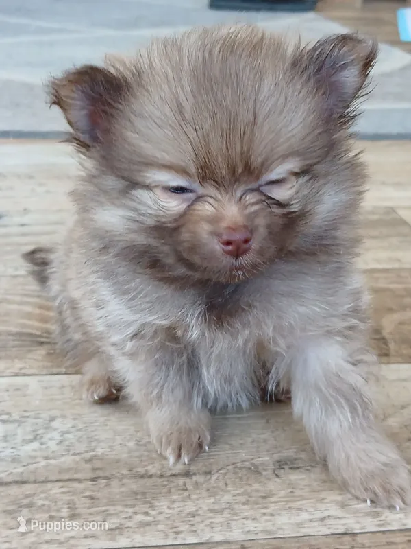 Olivia-ckc girl – Pomeranian puppy for sale in Uvalda, GA