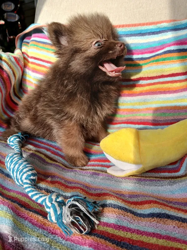 Stabler - ckc boy – Pomeranian puppy for sale in Uvalda, GA