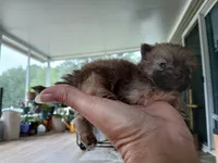 Munch-Tiny CKC boy, a male Pomeranian for sale in Uvalda, GA – 2 of 10