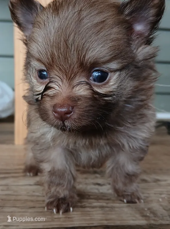 Olivia-ckc girl – Pomeranian puppy for sale in Uvalda, GA