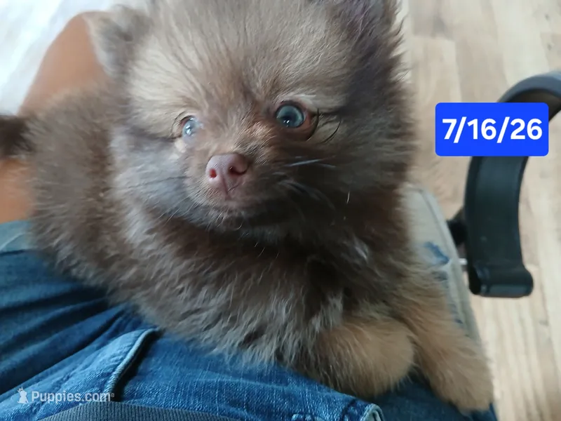 Stabler - ckc boy – Pomeranian puppy for sale in Uvalda, GA
