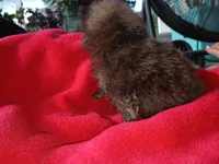 Stabler - ckc boy, a male Pomeranian for sale in Uvalda, GA – 2 of 5