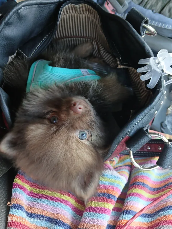 Stabler - ckc boy – Pomeranian puppy for sale in Uvalda, GA