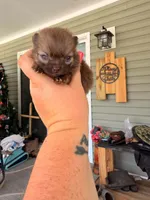 Munch-Tiny CKC boy, a male Pomeranian for sale in Uvalda, GA – 9 of 10