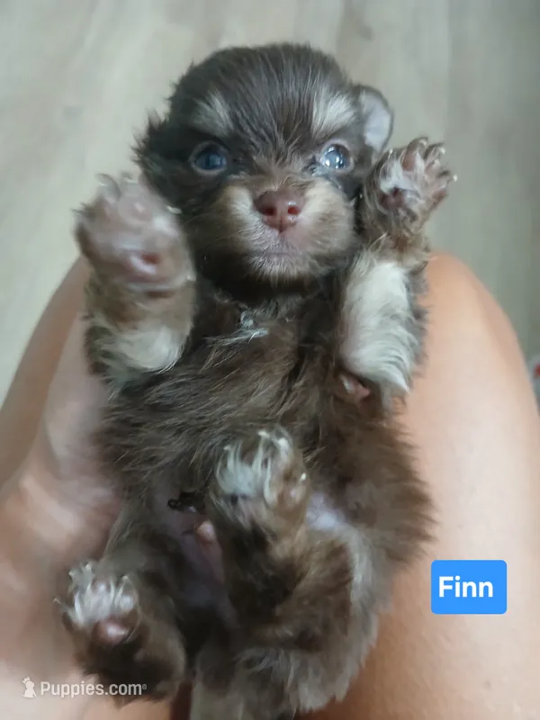 Finn-ckc boy  – Pomeranian puppy for sale in Uvalda, GA