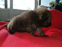 Stabler - ckc boy, a male Pomeranian for sale in Uvalda, GA – 3 of 5