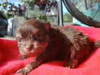 Finn-ckc boy , a male Pomeranian for sale in Uvalda, GA – 4 of 4