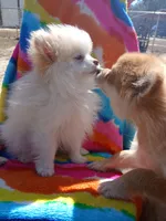 Stetson-akc boy, a male Pomeranian for sale in Uvalda, GA – Photo 5 of 6