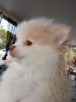 Stetson-akc boy, a male Pomeranian for sale in Uvalda, GA – Photo 3 of 6