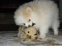 Stetson-akc boy, a male Pomeranian for sale in Uvalda, GA – Photo 4 of 6