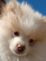 Stetson-akc boy, a male Pomeranian for sale in Uvalda, GA – Photo 1 of 6