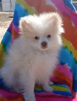 Stetson-akc boy, a male Pomeranian for sale in Uvalda, GA – Photo 2 of 6