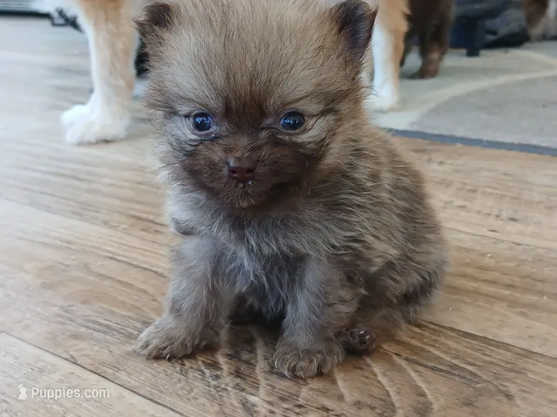 Munch-Tiny CKC boy – Pomeranian puppy for sale in Uvalda, GA