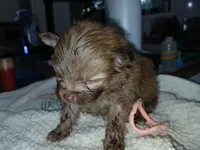 Olivia-ckc girl, a female Pomeranian for sale in Uvalda, GA – 3 of 5
