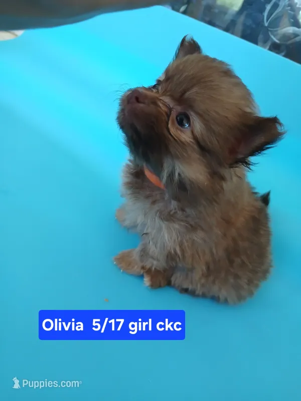 Olivia-ckc girl – Pomeranian puppy for sale in Uvalda, GA