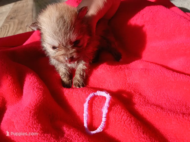 Amanda- ckc girl – Pomeranian puppy for sale in Uvalda, GA