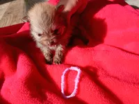 Amanda- ckc girl, a female Pomeranian for sale in Uvalda, GA – 1 of 4