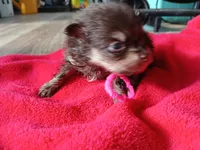 Casey-ckc girl, a female Pomeranian for sale in Uvalda, GA – 5 of 5